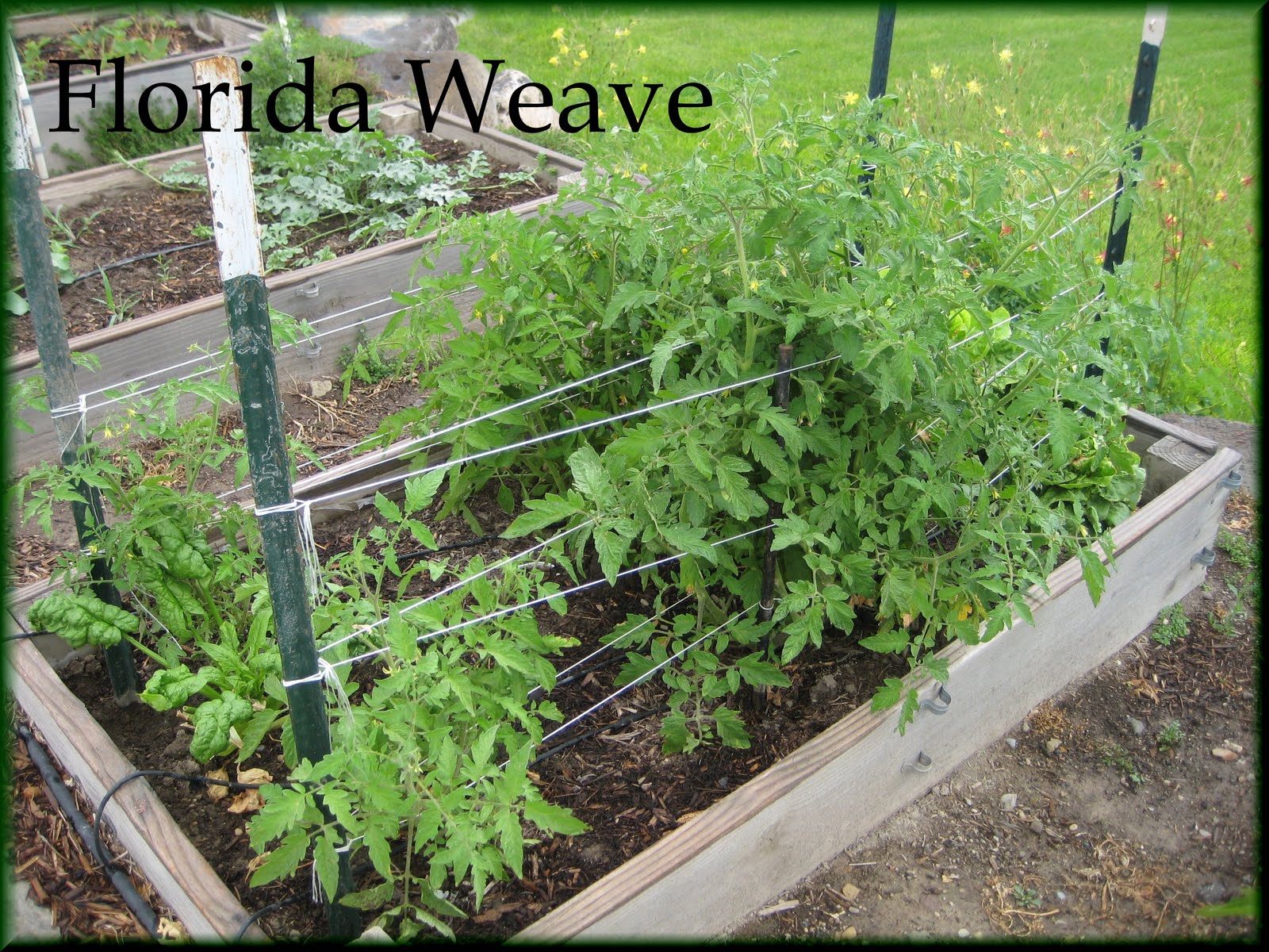 Enjoyingtheharvest Staking Tomatoes Florida Weave
