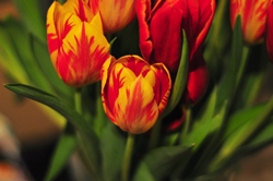 Tulpen, die Tai-Pane der Liebe...