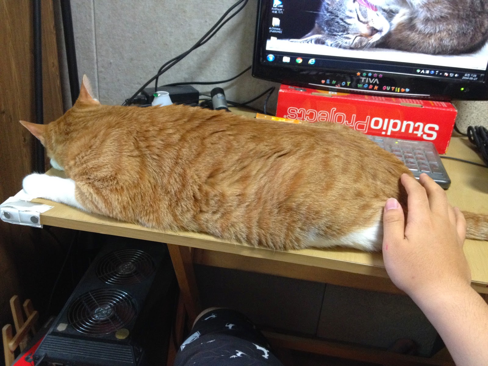 Gitawana (Korean cat) My pet cat lay on the desk.