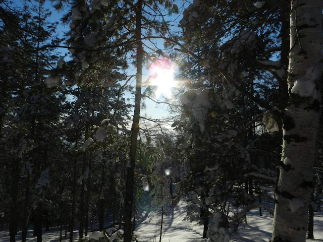 Зима, лес, солнце