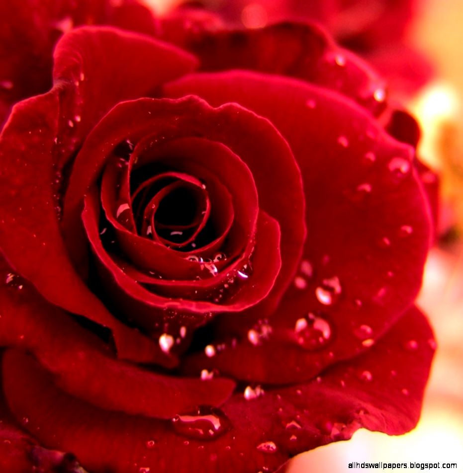 Red Rose Images Hd Beautiful Flower All Hd Wallpapers