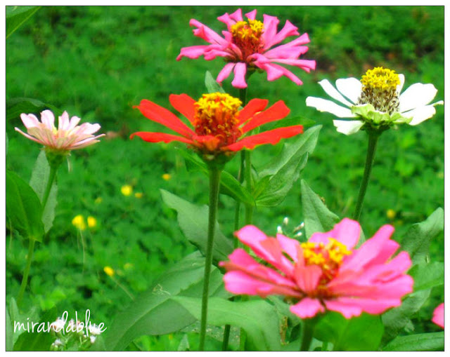 Today's Flowers TODAY'S FLOWERS 227 December 29th, 2012