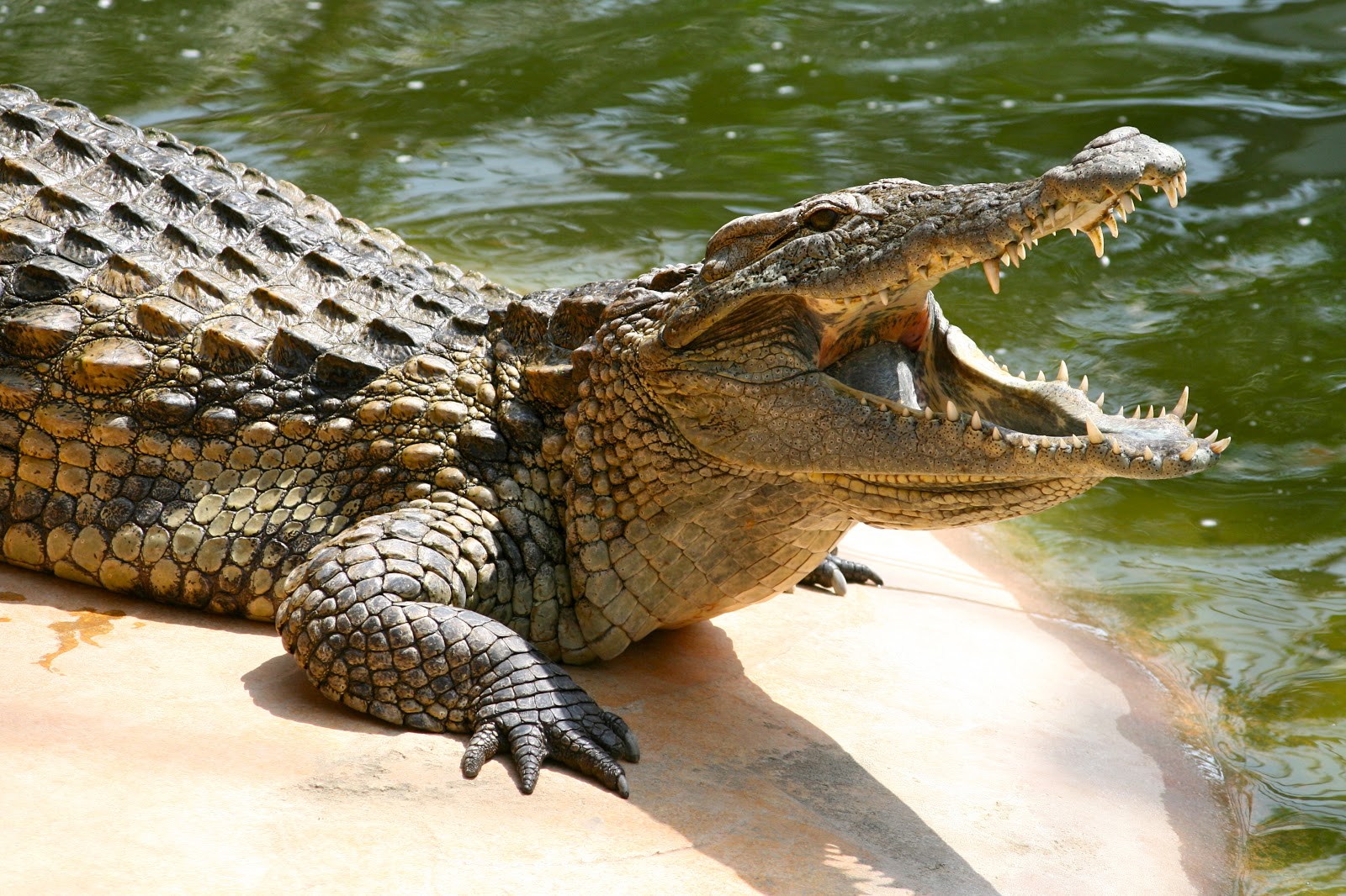 Crocodile HD Wallpapers Earth Blog