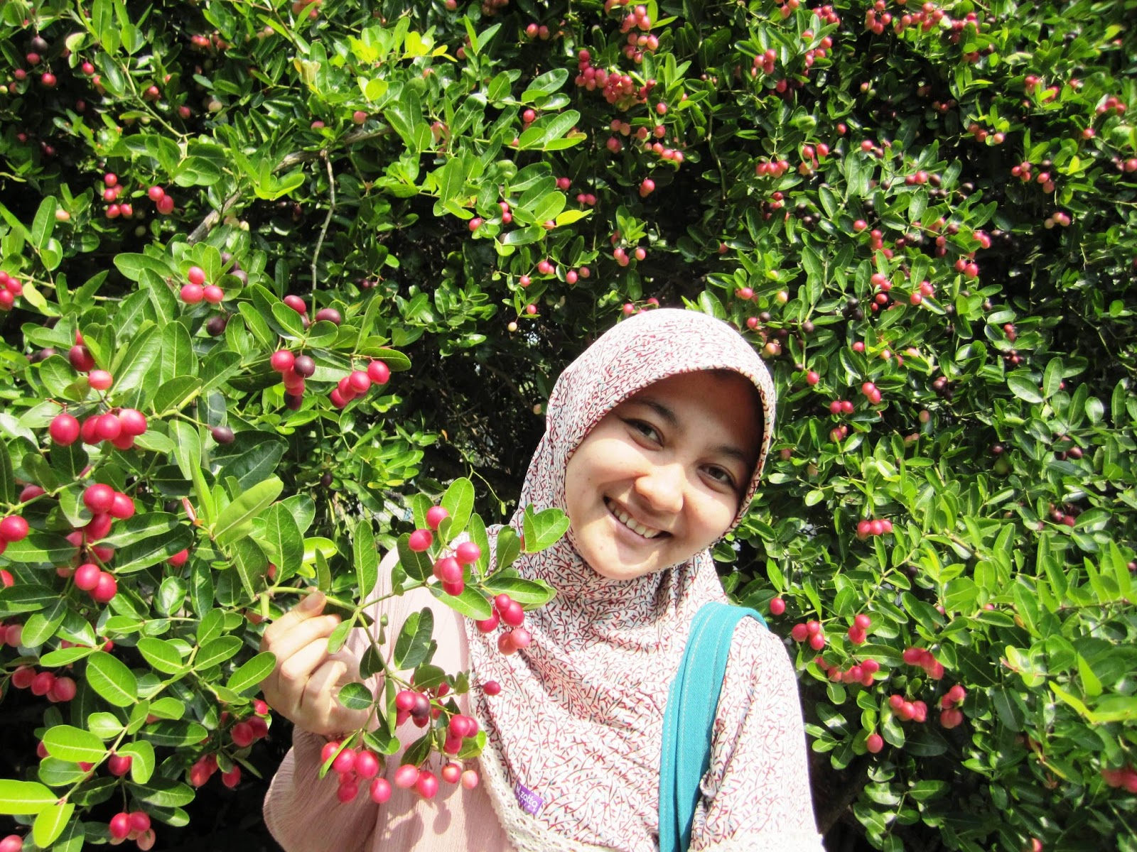 Melihat Pohon Gharqad Dari Dekat Telapak Jombang