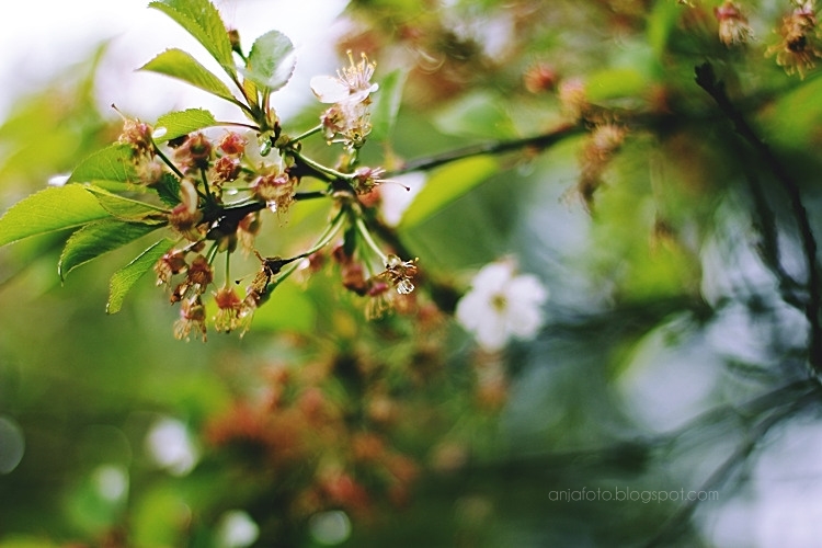 fotografia przyrodnicza, wiosna, kwiaty, wiosenne, kwitnąca wiśnia, bokeh, bokeh photography