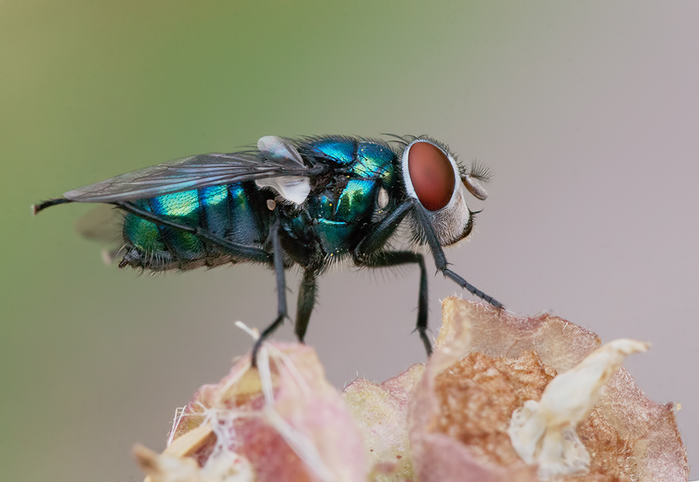 MACREANDO Mosca verde o Lucilia sericata MACREANDO Mosca verde o Lucilia sericata