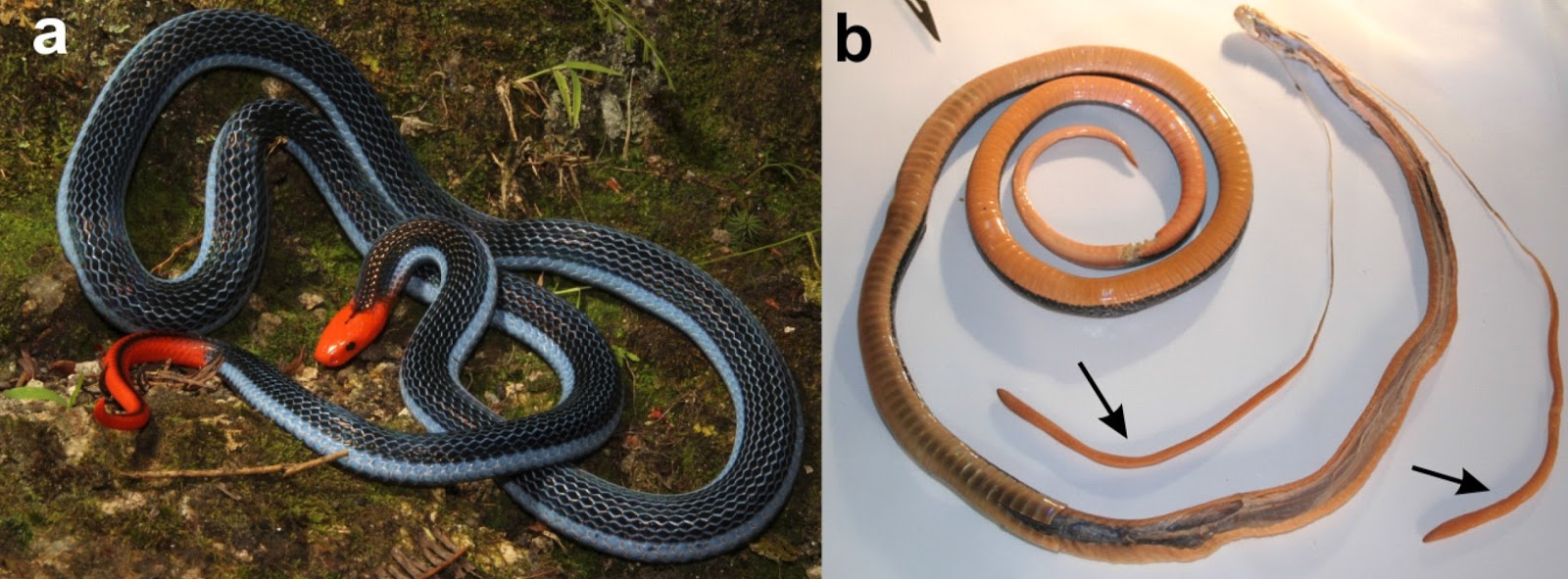 Serpent Research: A new toxin from the Blue Coral Snake