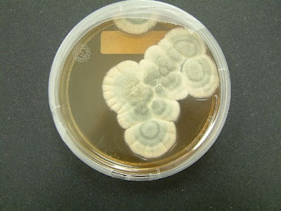 Penicillium notatum