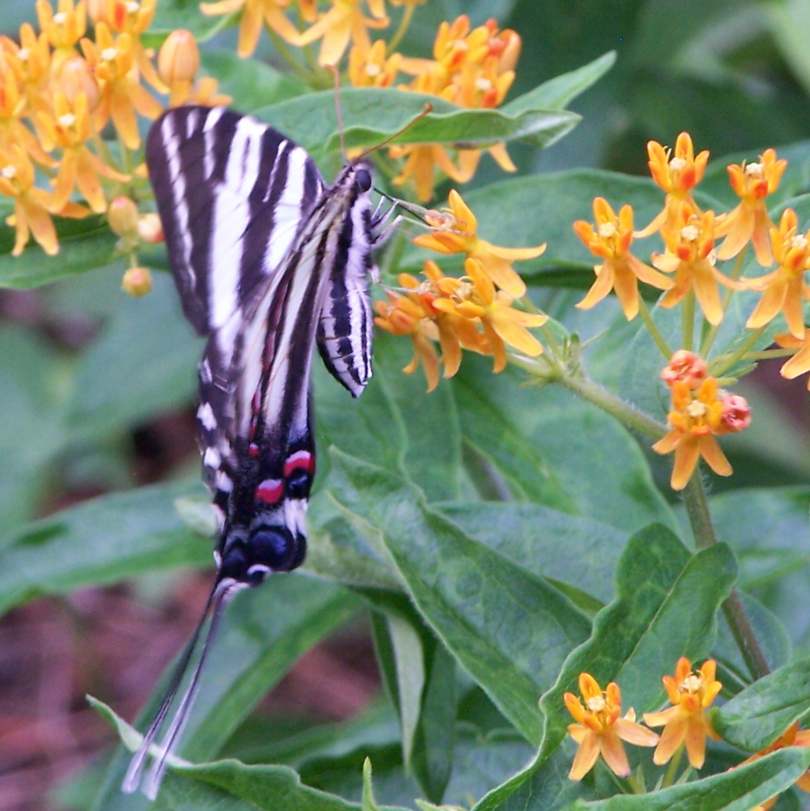 Green Place Zebra Swallowtail Butterfly