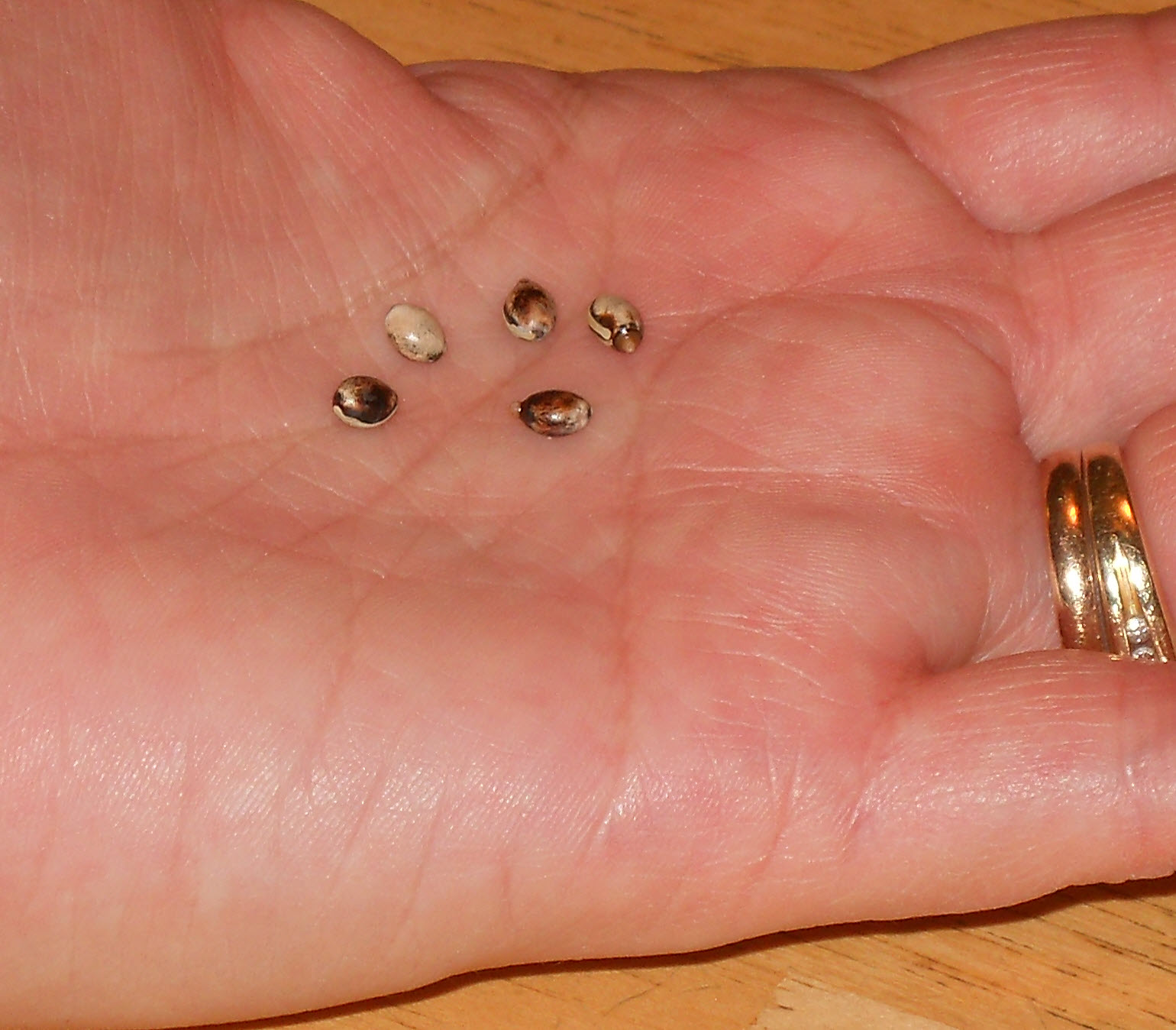 Flowers and Weeds Spiny Leaf Insects Eggs