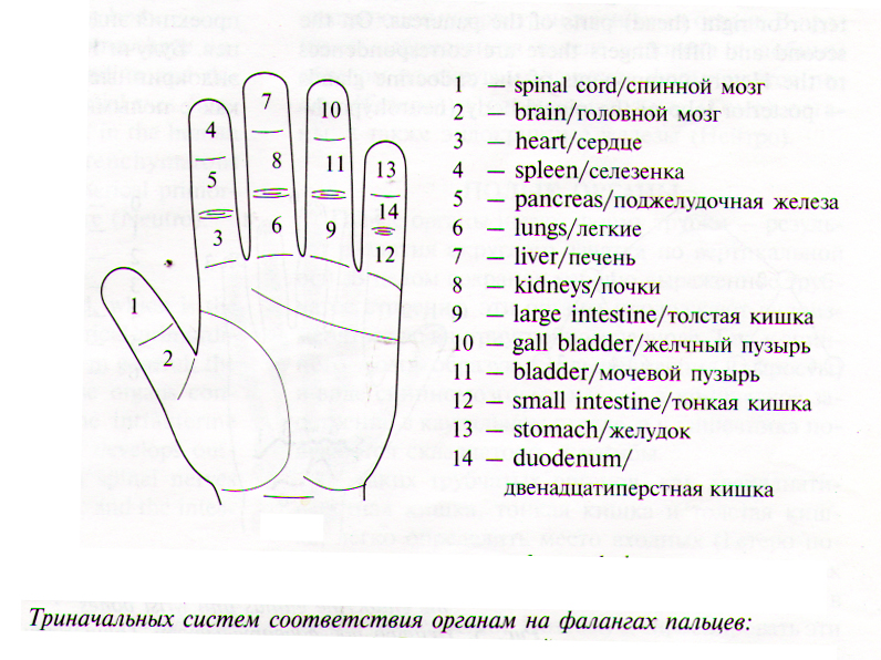 Название пальцев в хиромантии. Хиромантия пальцы рук значение. Значение фаланг пальцев. Обозначение каждого пальца на руке. Большой палец хиромантия.