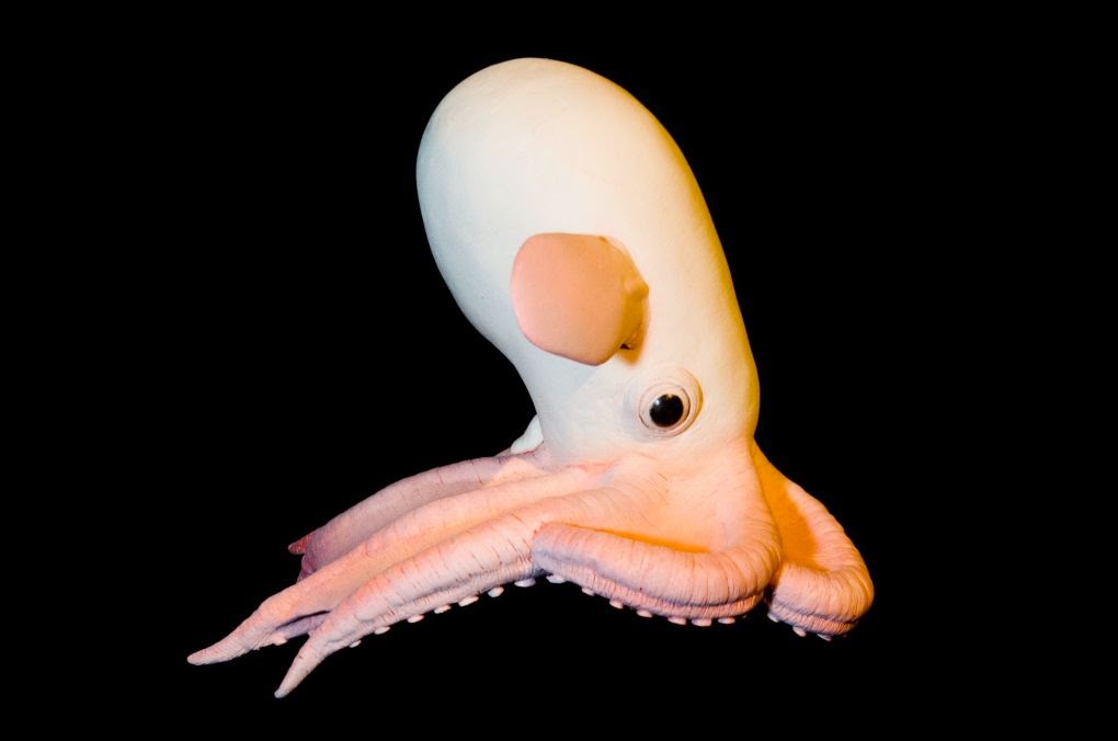 Dumbo Octopus Conservation