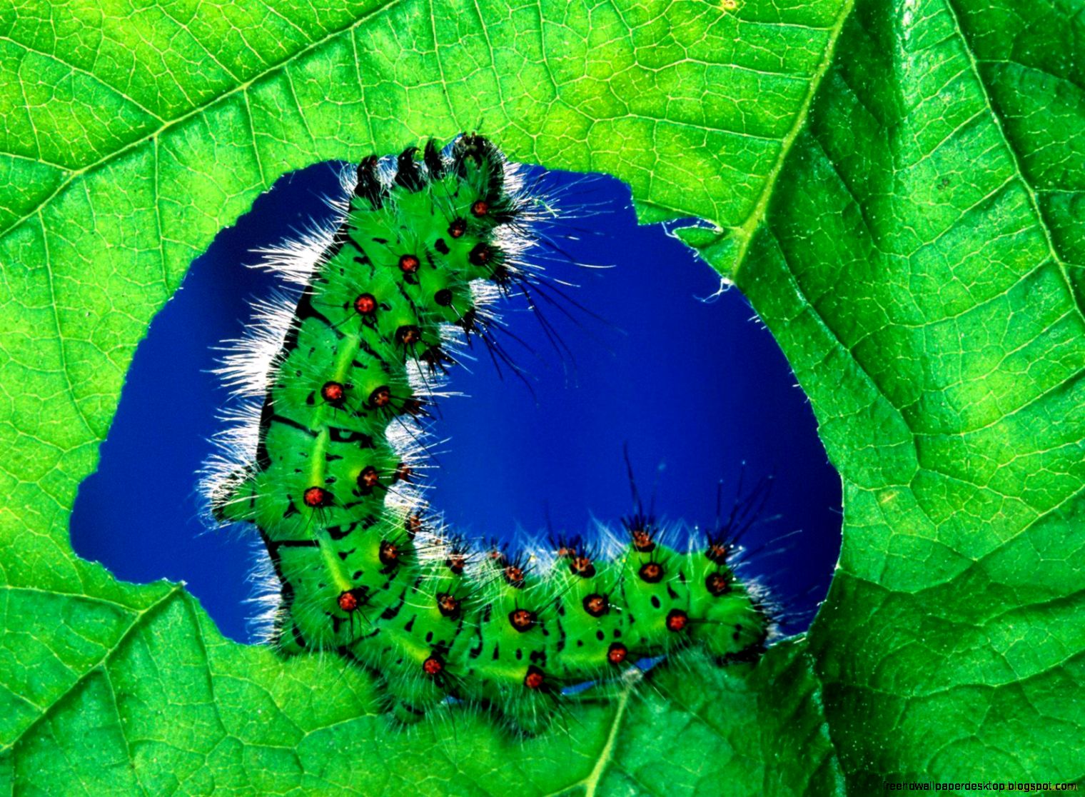 Green Leaf Eating Caterpillars