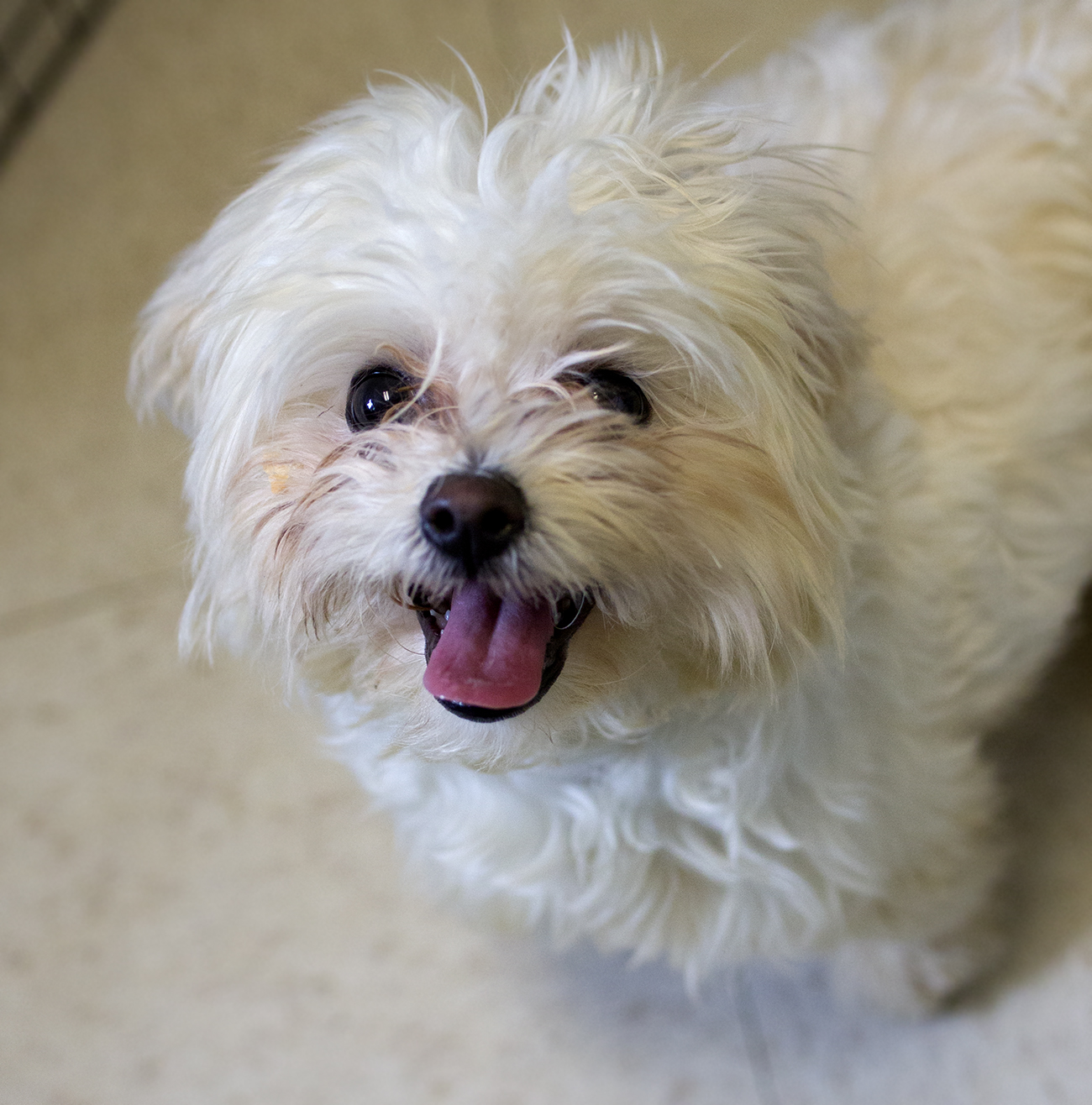 Shelter Dogs of Portland "SNOWFLAKE" teenage Maltese/poodle mix