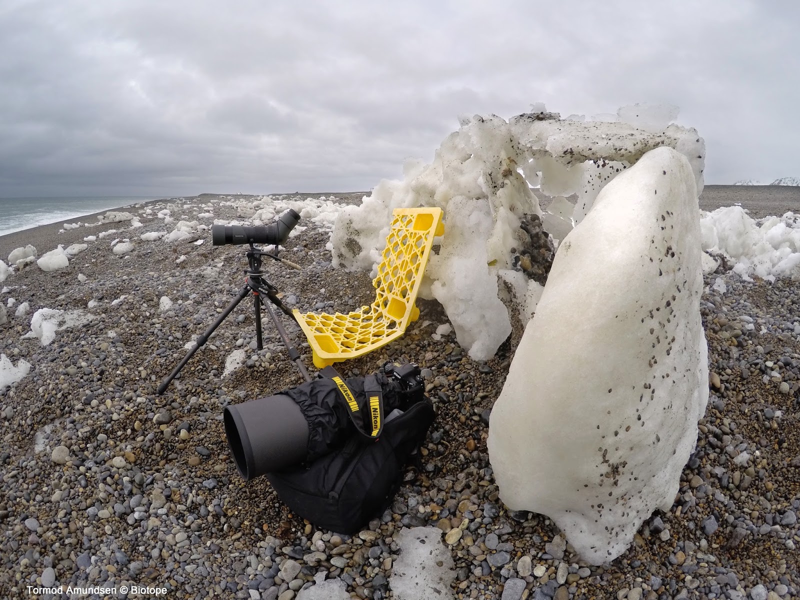 biotope Gambell, St.Lawrence island Alaska spring birding