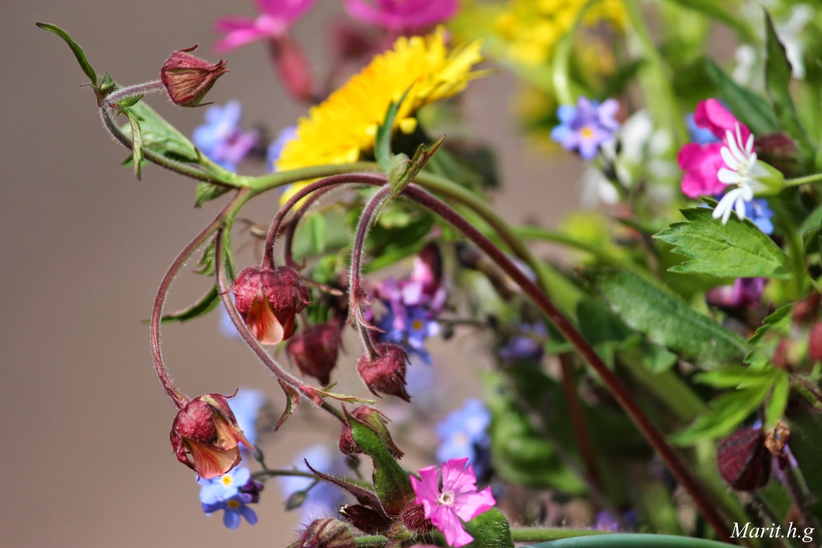 Marits blogg med litt av litt.: En vår bukett med markblomster