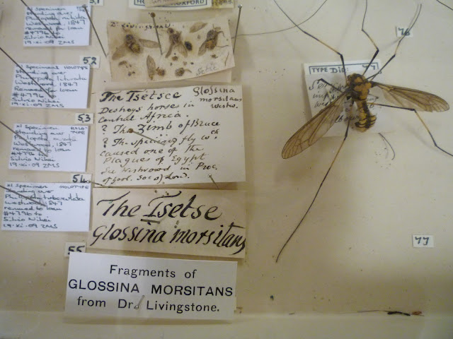 oxford university museum of natural history dr livingstone via lovebirds vintage