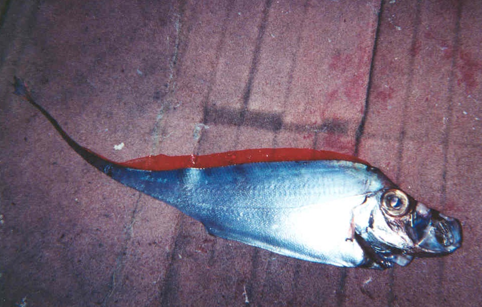 Ribbonfish Fishes