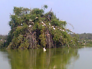 Vedanthangal Sanctuary Birds