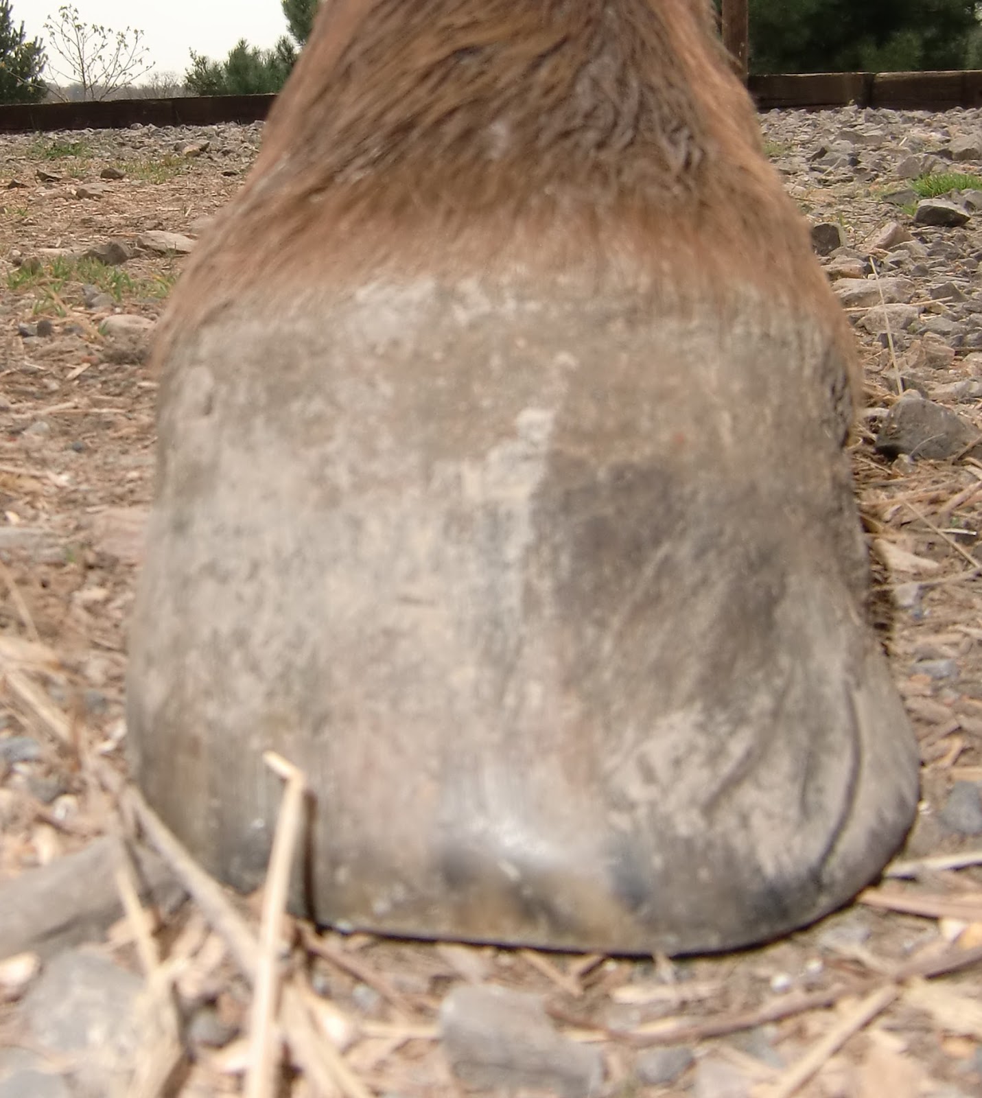 Barefoot Horse Blog Balance and trimming