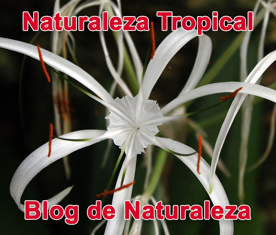 Blog Naturaleza Tropical