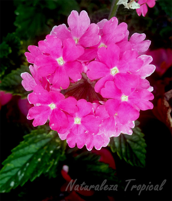 Variedad rosa de las flores de una verbena