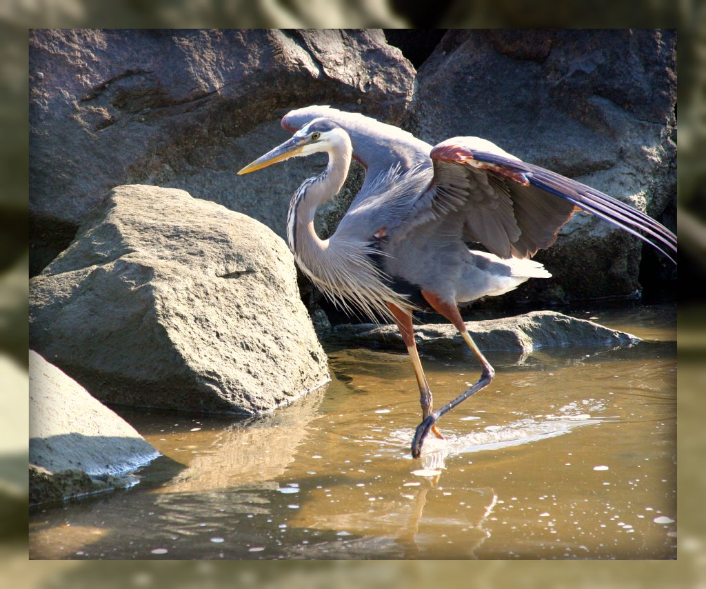 Living In Williamsburg, Virginia Great Blue Heron On The York River