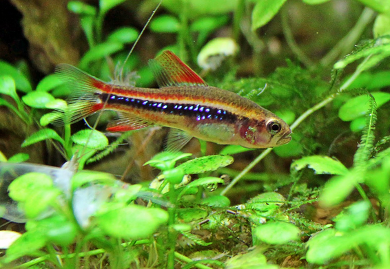 Mengenal Ikan Hias X Ray Pristella Tetra Yang Unik Dan Cantik