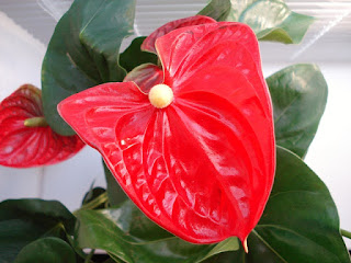 ciri ciri tanaman anthurium ciri ciri tanaman anthurium