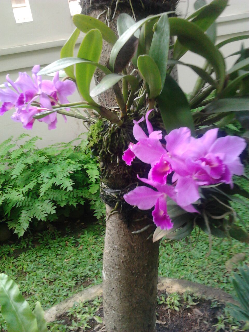 Wow 23+ Gambar Anggrek Dengan Pohon Mangga - Gambar Bunga Indah