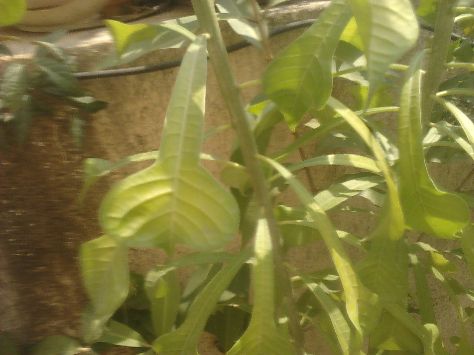 Garden Care Simplified The Flowering of Ornamental Plant with Funnel