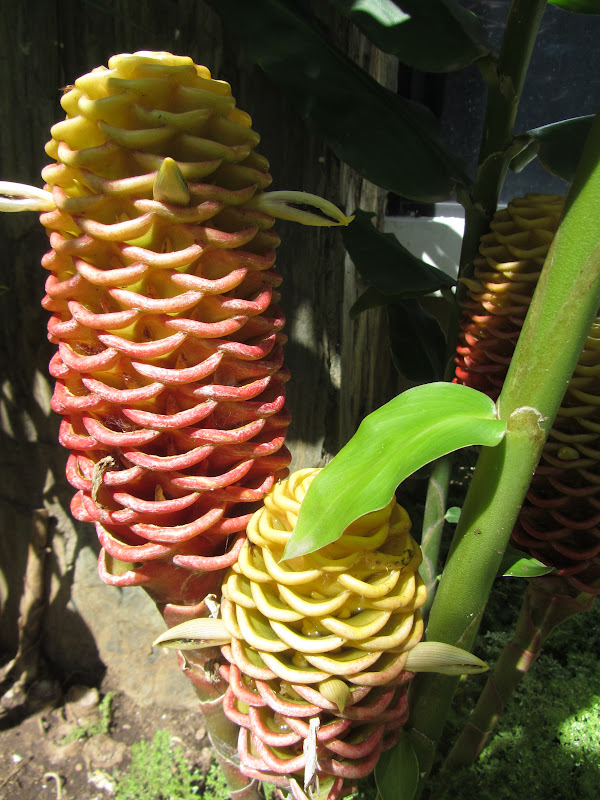 Small World...Big Family: Flower that looks like a Pine Cone