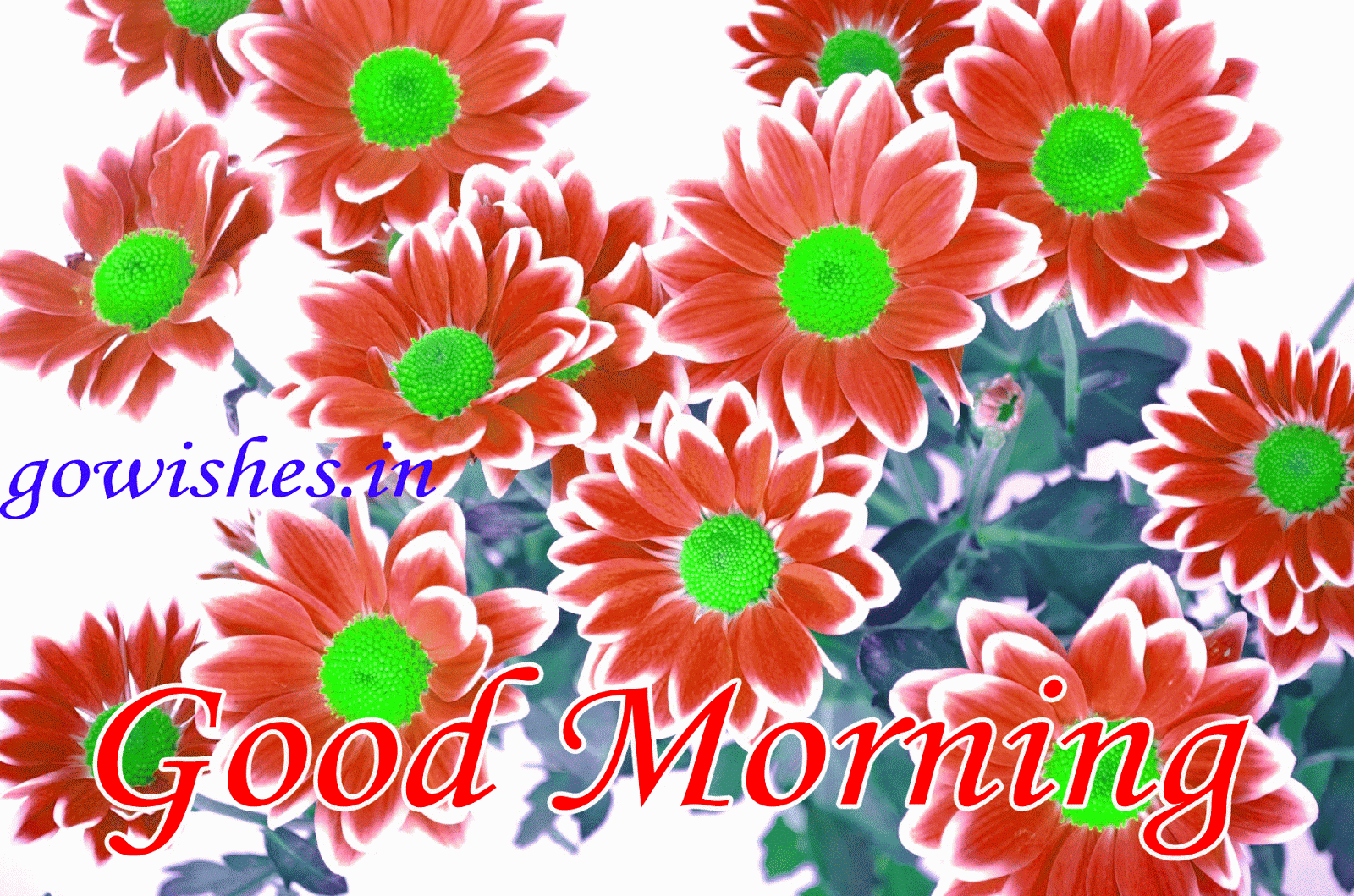 new good morning gifs in 2018 welcom to all wishes