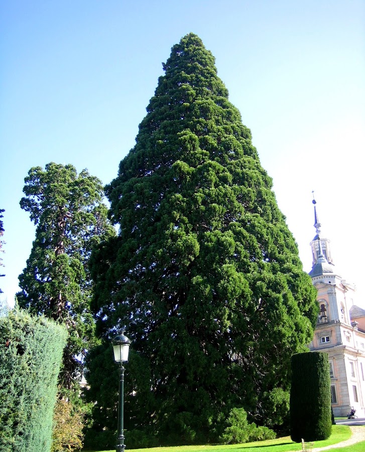 La Granja de San Ildefonso. Palacio y Jardines
