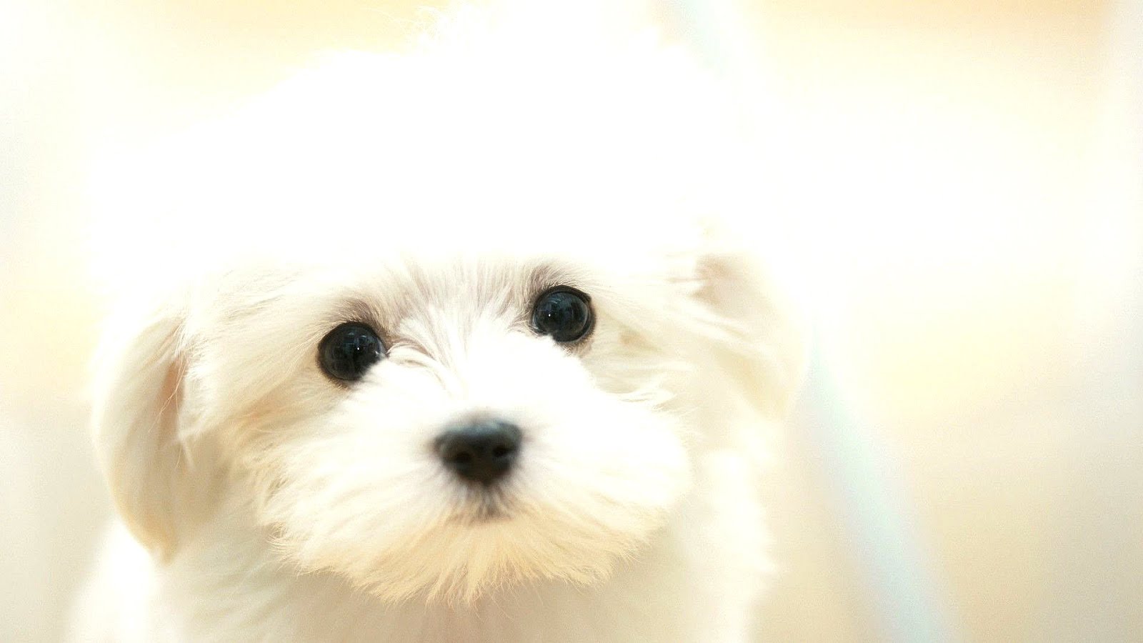 Puppy - Cute White Puppies - Cute Choices