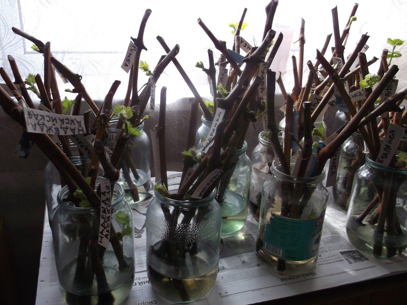 проращивание черенков винограда. укореняем черенки винограда. кильчевание чубуков винограда. проращивание черенков винограда в воде. черенки винограда-гф-22.