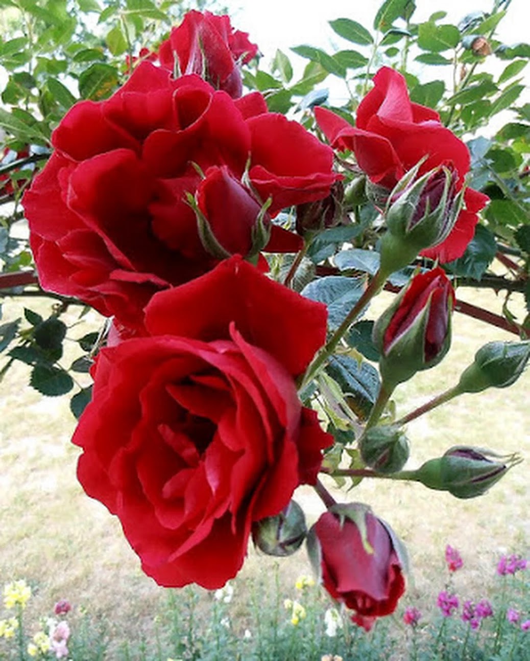 ورود متحركة فيس بوك صور ورد وزهور Rose Flower Images