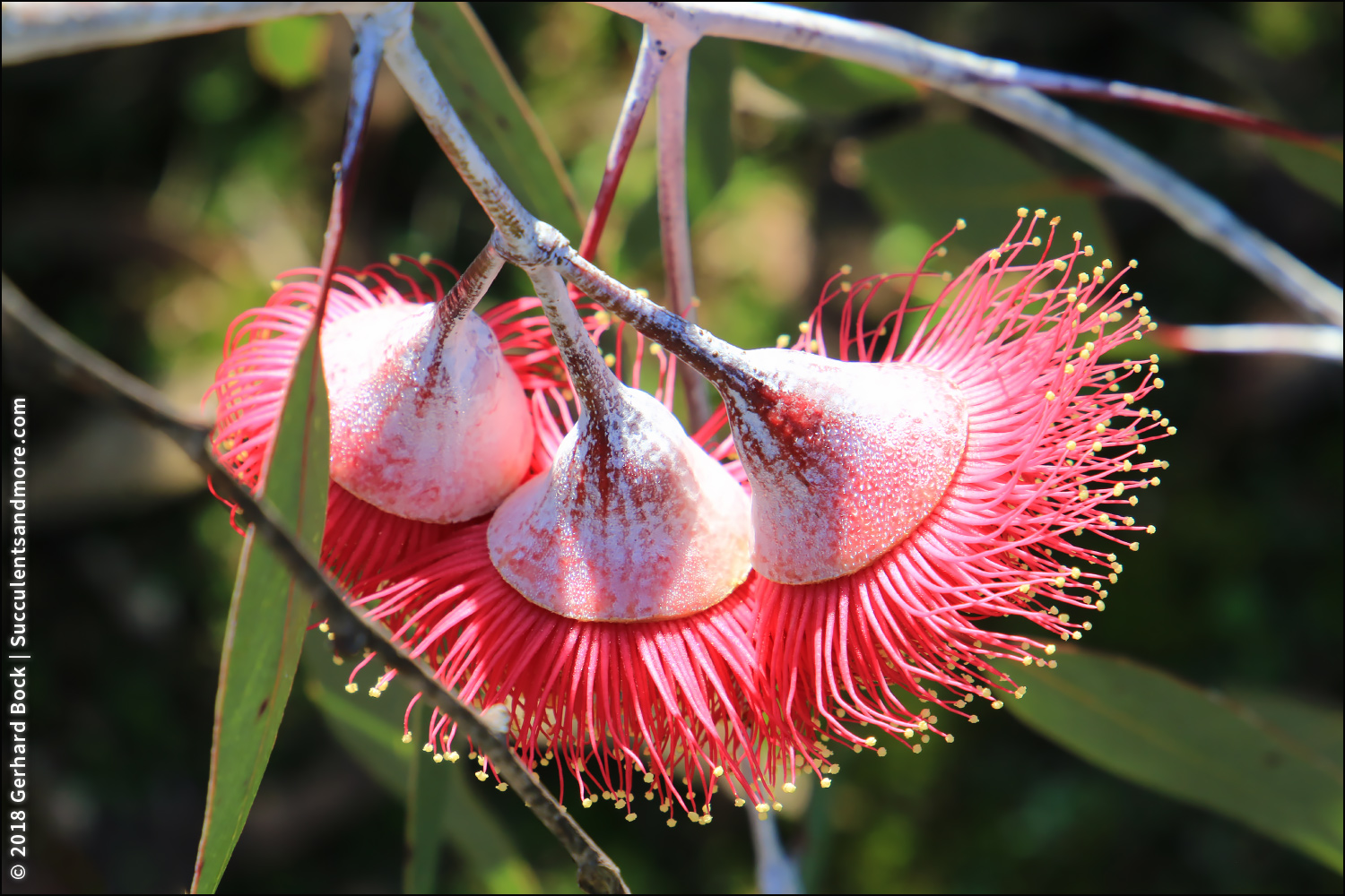 Sydney S Wildflowers And Native Plants Grevillea Sericea Pink