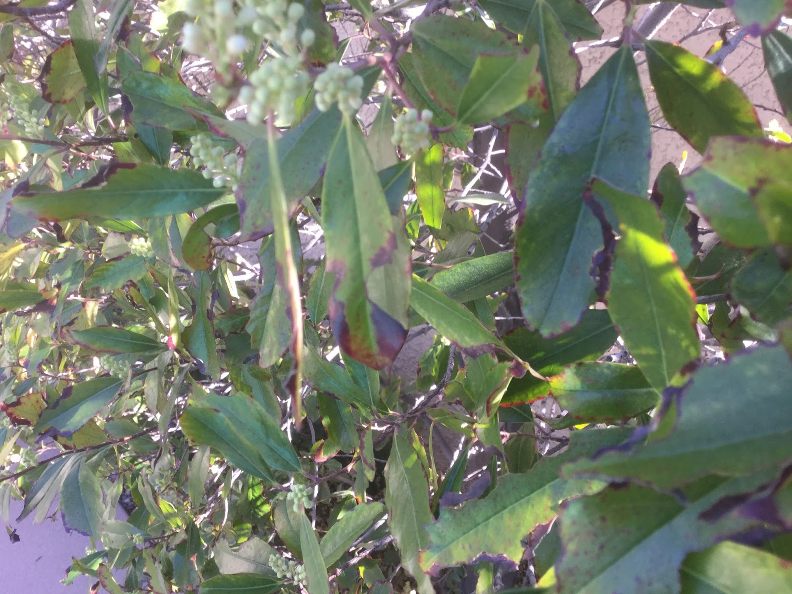 Xtremehorticulture of the Desert Carolina Cherry Laurel Leaf Edges Brown