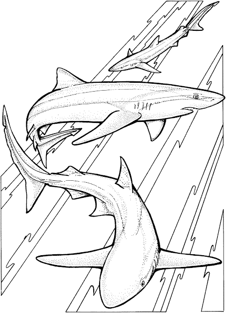 shark coloring pages coloring.filminspector.com