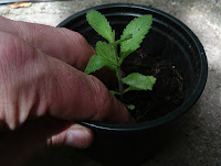 Firming down seedling in pot Green Fingered Blog