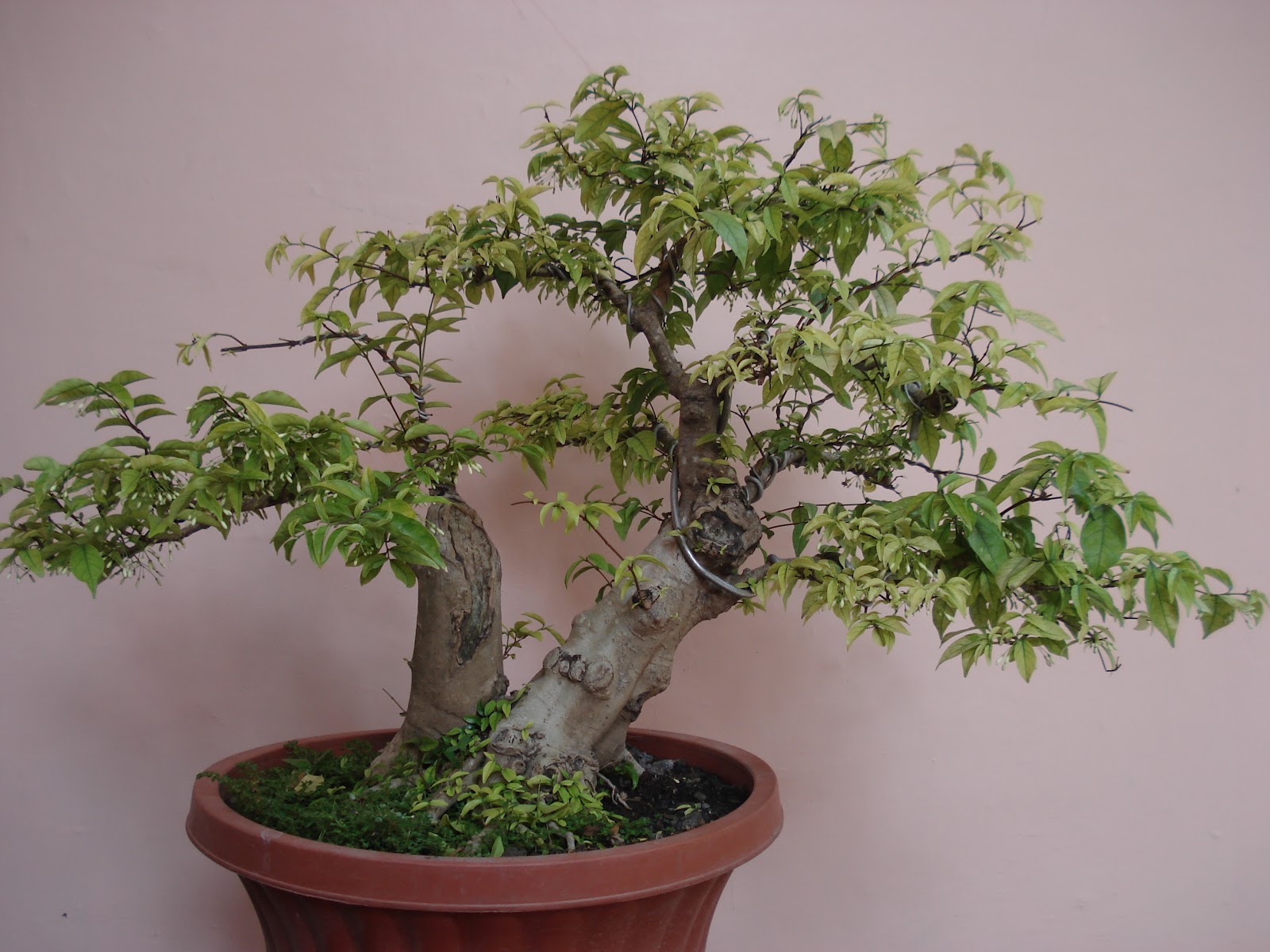 Menelusuri Keindahan Bonsai Anting Putri Miniatur Alami di Taman Anda