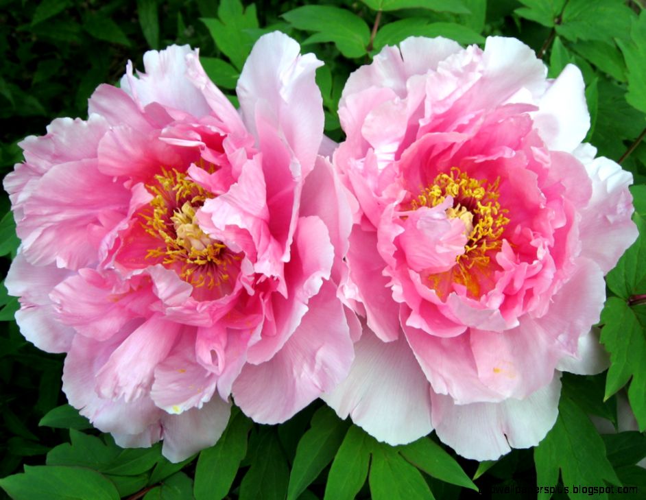 pink peony flower