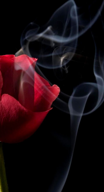 Black Rose Wallpaper Hd Iphone Black Rose Wallpaper Hd Iphone