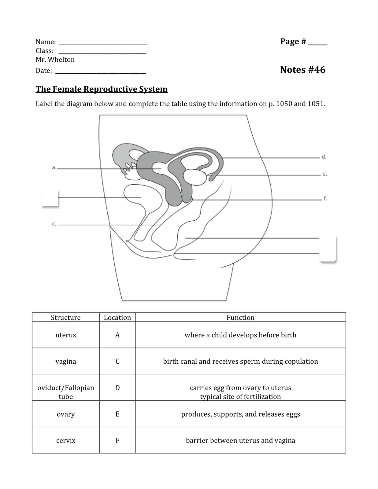 Notes 46 - Female Reproductive System | School of the Future 11th Grade