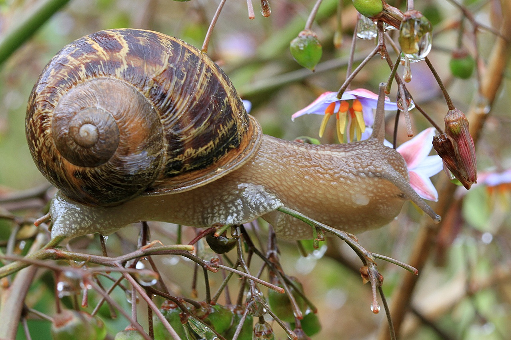 Have you ever heard a snail eat? 