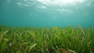 Ekosistem Pantai dan Laut; Mangrove, Terumbu Karang, Rumput Laut dan Padang Lamun