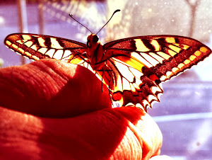 Mariposa  (Papilio machaon)