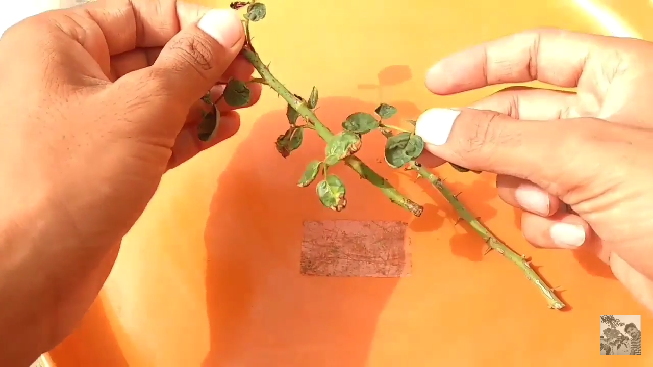 How to grow rose from cutting with Pictures