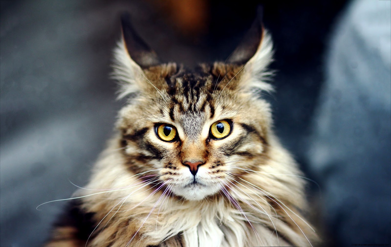 Maine Coon Cat